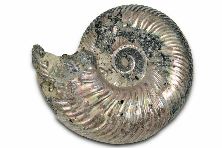 Iridescent, Pyritized Ammonite (Quenstedticeras) Fossil - Russia #336230